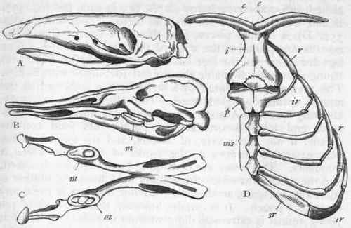 Fig. 357.   Osteology of Monotremes. A, Skull of Echidna hystrix. B, Side view of the skull of Ornithorhynchus anatinus, and C, lower jaw of the same, viewed from above, showing the horny dental plates (m). D, Sternum and adjacent parts of the skeleton of a young Ornithorhynchus: c c Clavicles; i Interclavicle; p Presternum ; ms, Mesostemum; r r Vertebral ribs; ir Intermediate ribs ; sr Sternal ribs. (A, B, and C are after Giebel; D is after Flower.)