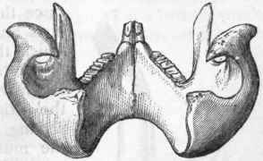 Fig. 359.   Lower jaw of the Wombat, viewed from behind, showing the strongly inflected angles of the jaw.