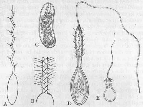 Fig. 36.   Thread cells of Coelenterata, greatly magnified. A and B, The thread cell of Caryophyllia Smithii, in the everted condition, and in two varieties ; C and D, The thread cell of Corallimorphus profundus, in a quiescent and active condition, enlarged about 500 times; E, The thread cell of Hydra, in an everted condition. (After Gosse and Moseley.)