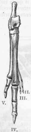 Fig. 363.   Hind foot of Macropus Bennetti. (After Flower).