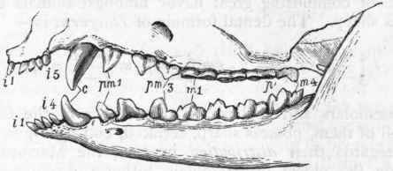 Fig. 366. Dentition of Opossum (Didelphys).