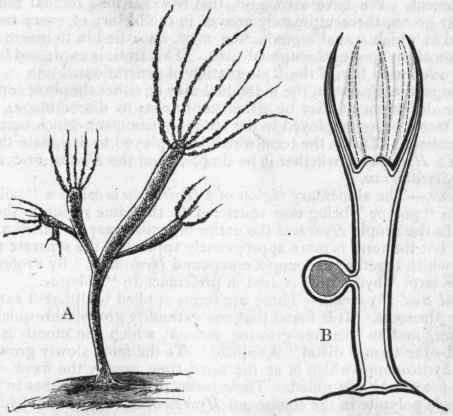 Fig. 37.   A, The common Hydra (Hydra vulgaris), carrying young Hydrae which it has produced by budding, considerably magnified (after Hincks). B, Diagrammatic section of the Hydra, showing the mouth surrounded by the tentacles, and the disc of attachment; the dark and light lines indicate the two layers of the integument, and on one side of the body is shown a single large egg.