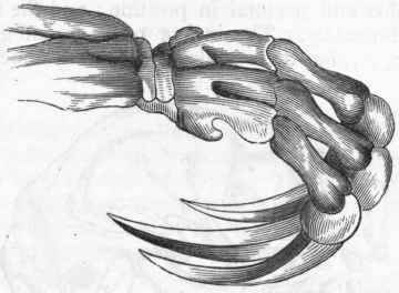 Fig. 373.   Hand of Three toed Sloth (Bradypus tridactylus). (After Owen.)