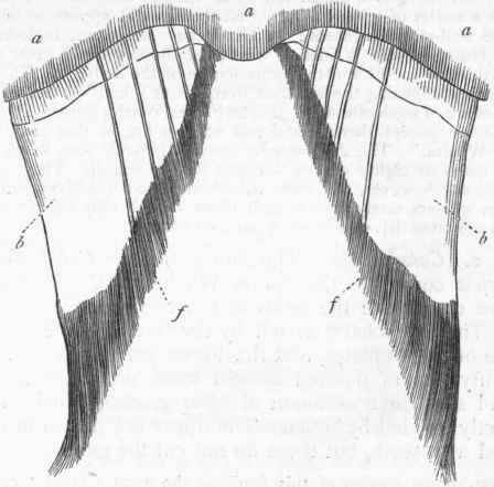 Fig. 383.   Diagram of the baleen plates of a Whale. a a Section of the palatal surface of the upper jaw, showing the strong median ridge or keel; b b Baleen plates sunk at their bases in the palate; f f Fibrous margin of baleen plates.