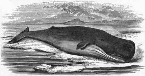 Fig. 384.   Spermaceti Whale (Physeter macrocephalus).
