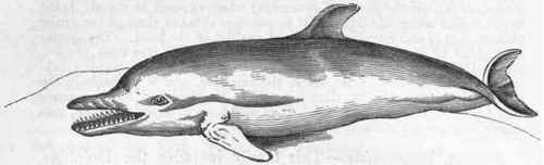 Fig. 386.   The common Dolphin (Delphinus delphis).