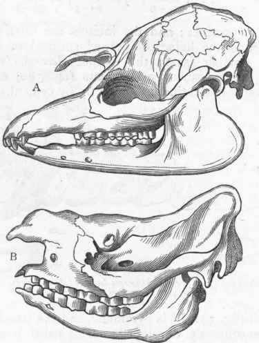 Fig. 391.   A, Side view of the skull of Tapirus Americanus;, B, Side view of the skull of Rhinoceros bicornis. (After Giebel.)