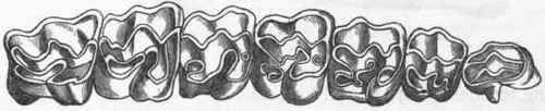 Fig. 394.   Grinding surface of the molar and praemolar teeth of the upper jaw of Palaeotherium crassum. (After Owen.)