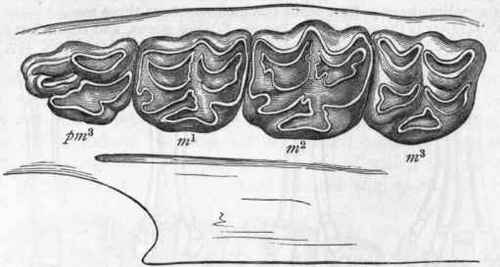 Fig. 396.   Grinding surfaces of the last praemolar and of the three true molars of the upper jaw of the Horse. (After Cuvier.)