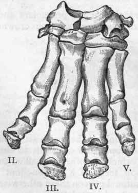 Fig. 401.   Left fore foot of Hippopotamus amphibius. (After Cuvier.)