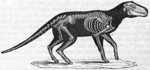 Fig. 404.   Anoplotherium commune. Eocene Tertiary, France. (After Cuvier.)