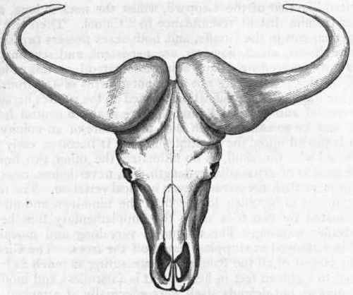 Fig. 411.   Skull of the Cape Buffalo (Bubalus caffer), viewed from above, showing the horn cores. (After Cuvier.)