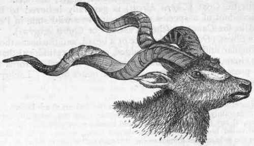 Fig. 412.   Head of the Koodoo (Strepsiceros Koodoo).