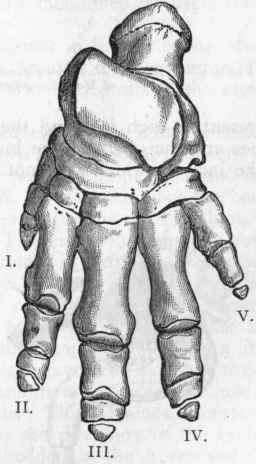 Fig. 419.   Hind foot of the Indian Elephant (Elephas Indicus). (After Cuvier.)