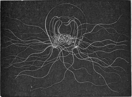 Fig. 42.   Free swimming medusiform gonophore of Bougainvillea superciliaris a fixed Hydroid. Enlarged. (After A. Agassiz.)