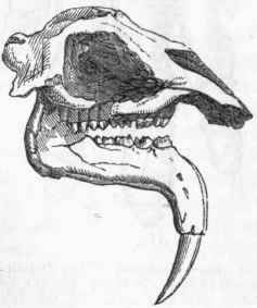 Fig. 421.   Skull of Deinotherium giganteum. Miocene Tertiary.