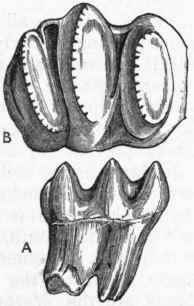 Fig. 422.   A, Side view of the third molar of Deinotherium giganteum; B, Grinding surface of the same. Miocene Tertiary. (After Kaup.)