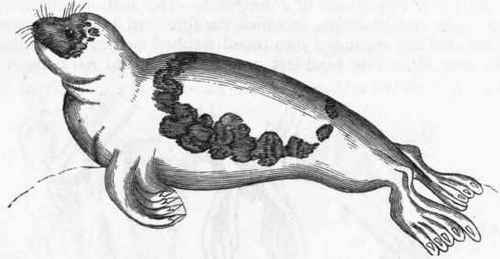 Fig. 425.   The Greenland Seal (Phoca Graenlandica).