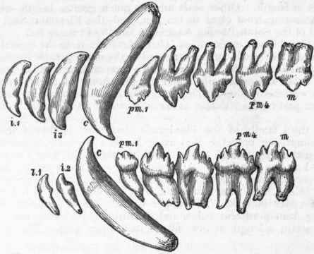 Fig. 426.   Dentition of the common Seal (Phoca vitulina).