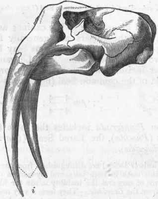 Fig. 427.   Skull of the Walrus (Trichecus rosmarus), after Owen. i Tusk like upper canines.