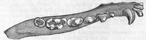 Fig. 433.   Dentition of the Civet cat (Viverra civetta). The upper figure shows the upper jaw, the lower figure gives the lower teeth.
