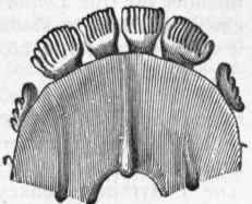 Fig. 448.   Front of the lower jaw of Galeopithecus volans, showing the form of the incisors. (After Owen.)
