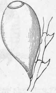 Fig. 48.   Ovarian capsule of Diphasia (Ser tularid) operculata, Linn. (after Hincks). Greatly enlarged.
