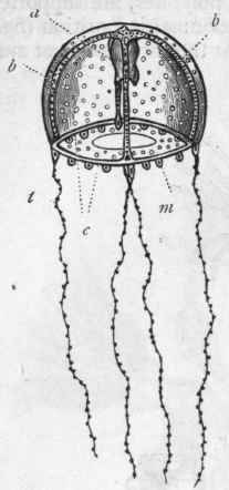 Fig. 51.   Free medusiform gono phore of Clytia fohnstoni (after Hincks). a Central polypite or manubrium; b b Radiating gastro vascular canals; c Circular canal; M Marginal bodies; t Tentacles.