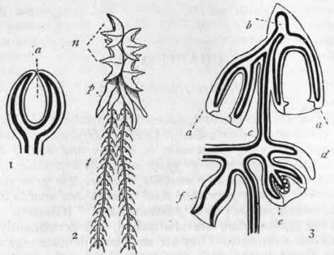 Fig. 54.   Morphology of the Oceanic Hydrozoa. 1. Diagram of the proximal extremity of a Physophorid; a Pneumatocyst. 2. Vogtia pentacantha, one of the Calyco phoridae: n Nectocalyces; p Polypites; t Tentacles. 3. Diagram of a Calyco phorid: a a' Proximal and distal nectocalyces; b Somatocyst; c Coenosarc; d Hydrophyllium or bract; e Medusiform gonophore; f Polypite. The dark lines in figs. 1 and 3 indicate the endoderm, the light line with the clear space indicates the ectoderm. (After Huxley.)