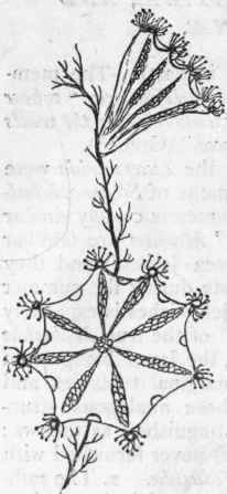 Fig. 57.   Lucernariadae. Lucernaria auricula attached to a piece of sea weed (after Johnston).