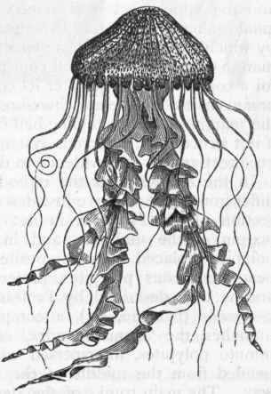 Fig. 59.   Hidden eyed Medusae. Generative zooid of one of the Pelagidae (Chrysaora hyoscelld)) after Gosse.