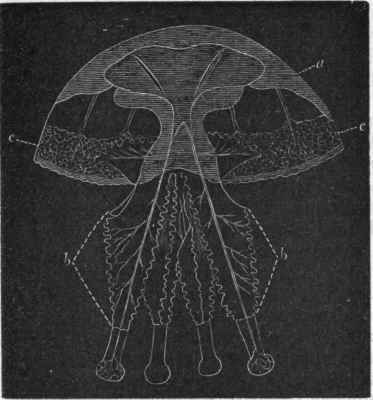 Fig. 60.   Rhizostomidae. Generative zooid of Rhizostoma (after Owen). a Umbrella; bb
