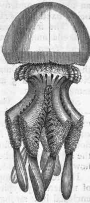 Fig. 61.   Generative zooid of Rhizostoma pulmo, reduced in size. (After Gosse.)