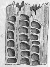 Fig. 76.   A, Portion of the corallum of Pocillopora aspera, var. lata, Verrill, of the natural size. B, Part of the surface of same, enlarged. C, Section of the corallites of the same, showing the columella, enlarged. D, Vertical section of the same, enlarged, showing tabulae. (After Dana.)