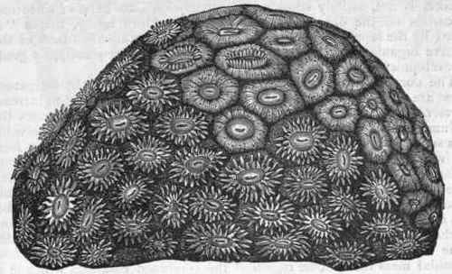 Fig. 77.   Astraea pallida, a compound sclerodermic Coral, in its living condition.