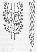 Fig. 82. Pennatulidae. Virgularia mirabilis. a A portion of the stem in the living condition, enlarged; b Portion of the stem in its dead condition.
