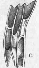 Fig. 84.   A, Colony of Heliopora caertdea, of the natural size. B, Portion of the surface of the same, enlarged, showing the apertures of the larger and smaller zooids. C, Vertical section of a few of the tubes of the same, enlarged, showing the tabulae. (After Dana.)