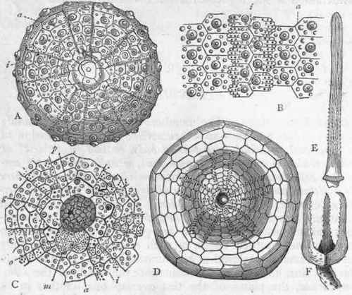 Fig. 93.   Morphology of Echinoidea. A, Young specimen of Strongylocentrotus Drobachiensis, viewed from above. B, Small portion of the test of the same, magnified. C, Summit of the test of Echinus sphaera, magnified. D, Clypeaster subde pressus, viewed from above, showing the petaloid ambulacra. E, Spine of Poroci daris purpurata. F, Pedicellaria of Toxopneustes lividus. a a Ambulacral areas; i i Inter ambulacral areas; g Genital plate; o Ocular plate; m Madreporiform tubercle; p Membrane surrounding the anus. (Figs. A, B, and D are after A. Agassiz.)