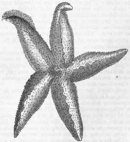 Fig. 97.   The common Star fish (Uraster rubens), natural size, viewed from above.