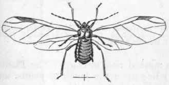 Order V Hemiptera Rhynchota 226