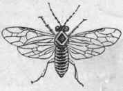 Order XL Hymenoptera 239