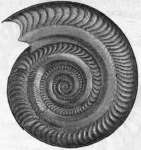 Shell Of The Tetrabranchiata 293