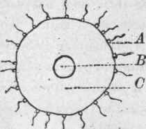 Fertilization of Fish Egg.