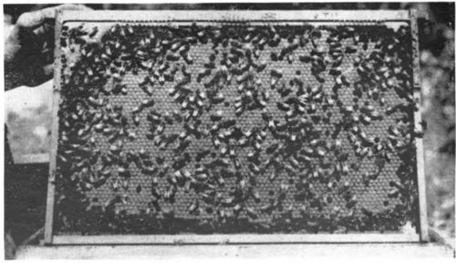 A beautiful comb of brood result of foundation well built