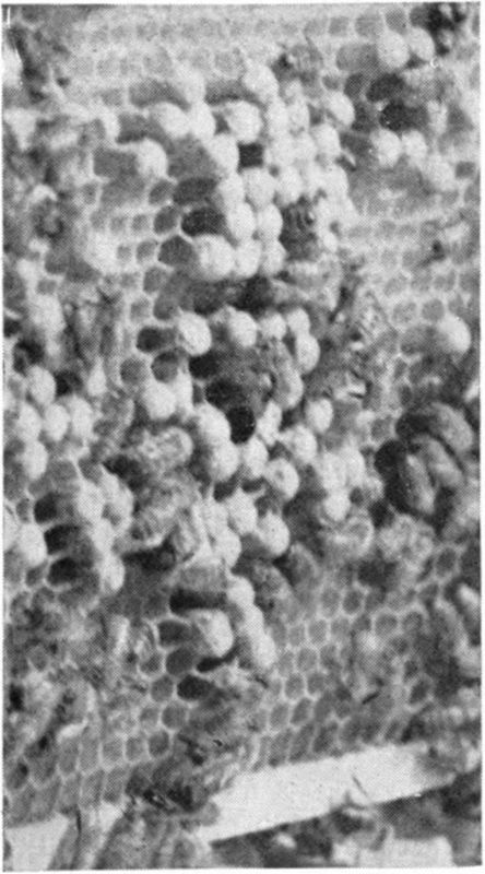Drone brood smaller than natural size. With a good queen very few drone cells will be present in your colony. Notice the characteristic bullet shaped appearance of the sealed drone brood in this picture. They may easily be distinguished from worker cells by the way in which they protrude beyond the rest of the cells in the comb. The overproduction of drones is one thing that should always be discouraged. Usually the bees will build drone cells in any section of the comb that has been damaged. Because of this the beekeeper should be careful when working his colony not to damage the comb.
