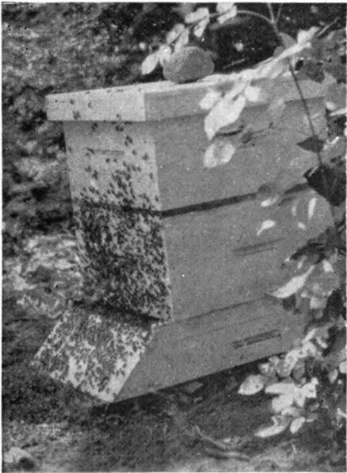 Here is a case where swarm prevention measures were not applied in time. The swarm is just leaving the colony. Weakened by the loss of the swarm, this colony will not make a profitable crop of honey without a considerable amount of help from the beekeeper.