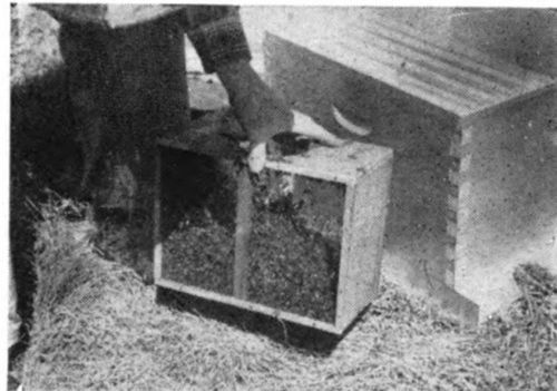 Leave the frames widely separated at the point where you suspended the queen cage. Then take the package cage containing the bees and bounce it on the ground. This will jar the bees to the bottom of the package cage.