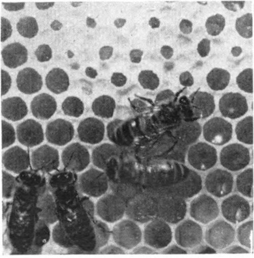 Notice how the cells at the top of the picture are white with new wax and how the bees are sealing the full cells of ripe honey.