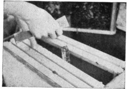 Now suspend the queen cage in the hive. The proper place for the cage is between frames numbered two and three, or between frames numbered three and four. Be sure that the end containing the candy is toward the bottom of the hive.