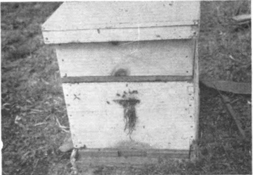The last step is to place the cover on the colony and stuff the entrance with a little green grass. The grass keeps the bees from getting out of the hive too soon, and thus allows them to become accustomed to their new home.